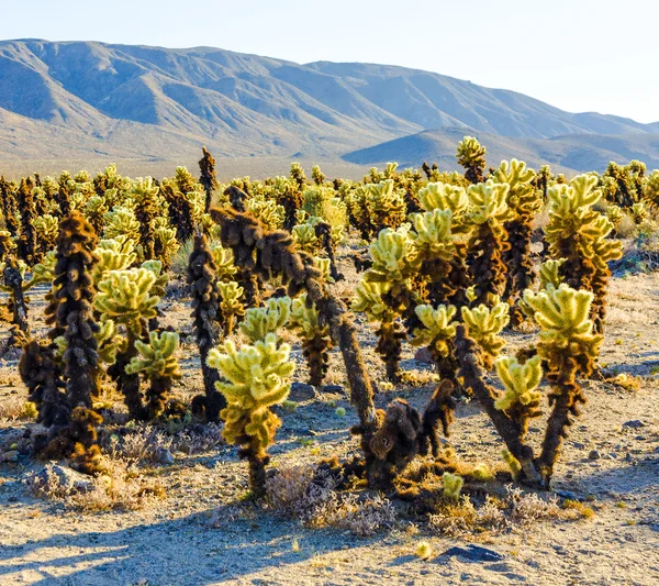 Beautiful Cholla Cactus Garden in Joshua Tree national park — Stock Photo, Image