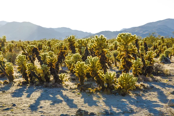 Mooie cholla cactustuin in joshua tree national park — Stockfoto