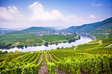 üzüm bağları ile ünlü moselle sinuosity