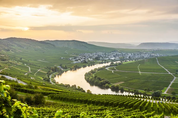 Famoso Moselle Sinuosity con viñedos —  Fotos de Stock