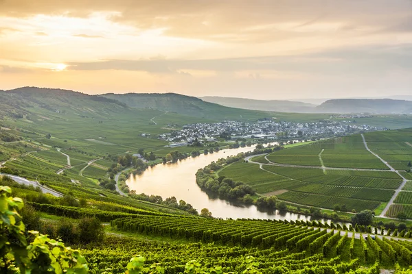 Berühmte Moselwindungen mit Weinbergen — Stockfoto