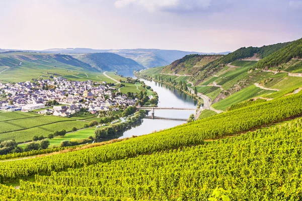 Berömda Mosel sinuosity med vinodlingar — Stockfoto