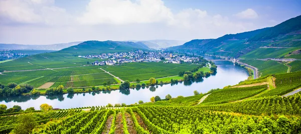 Beroemde moselle ruïne met wijngaarden — Stockfoto