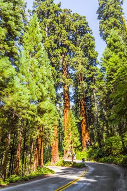 ünlü büyük Sekoya ağaçları