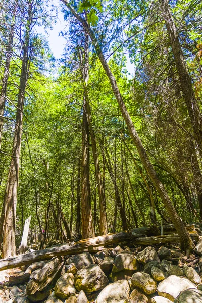 Trees in the yosemite national park — Stock Photo, Image