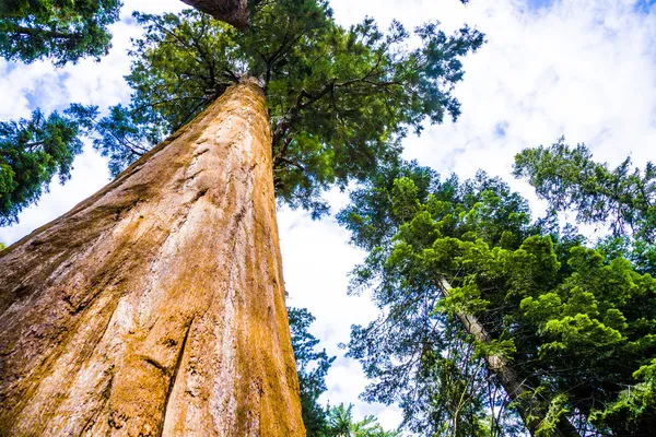 อุทยานแห่งชาติ Sequoia กับต้นไม้ขนาดใหญ่ Sequoia เก่าเช่น redwoods ในภูมิทัศน์ที่สวยงาม — ภาพถ่ายสต็อก