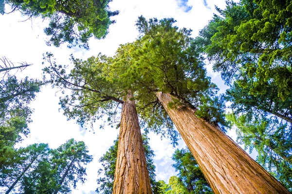 Secuoyas altas y grandes en el hermoso parque nacional sequoia — Foto de Stock