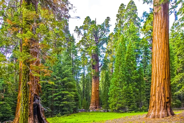 Wysoki i wielkie sekwoje w pięknym parku Narodowego — Zdjęcie stockowe