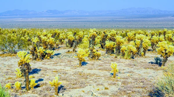 Mooie cholla cactustuin in joshua tree national park — Stockfoto