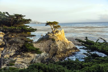 California yalnız selvi ağacı