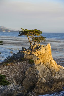 California yalnız selvi ağacı