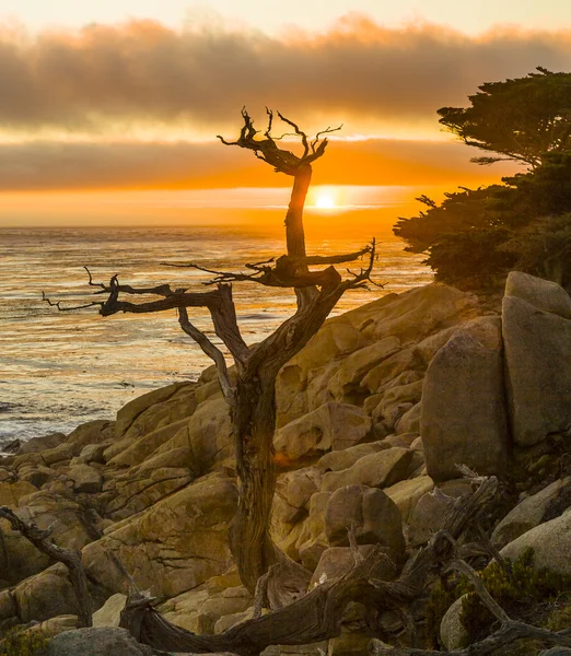 Romântico nascer do sol perto de Point Lobos com velhas árvores secas no st — Fotografia de Stock