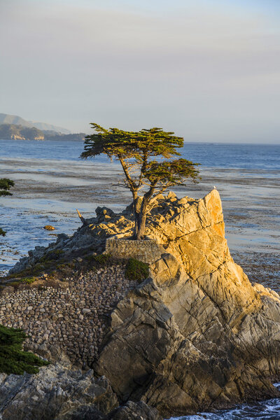 Lonely cypress tree in California