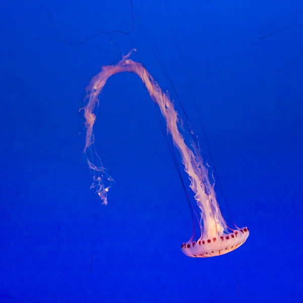 Beaux poissons gelée dans l'aquarium avec fond bleu — Photo