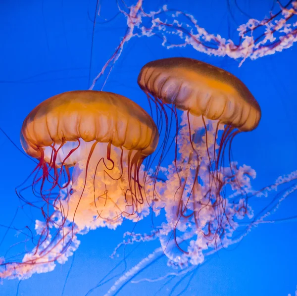 Красивые медузы — стоковое фото