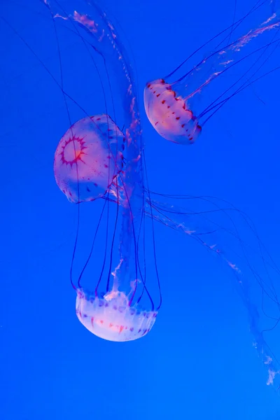 Gelée de poissons en mer bleue — Photo