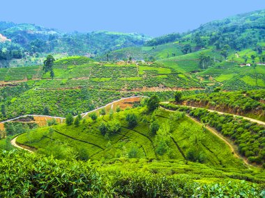 Sri Lanka 'daki yeşil çay tarlası