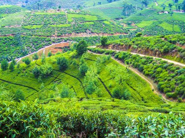 Sri Lanka 'daki yeşil çay tarlası