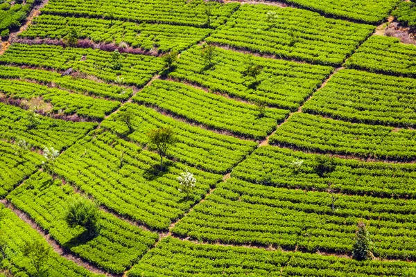 Zöld tea ültetvény — Stock Fotó