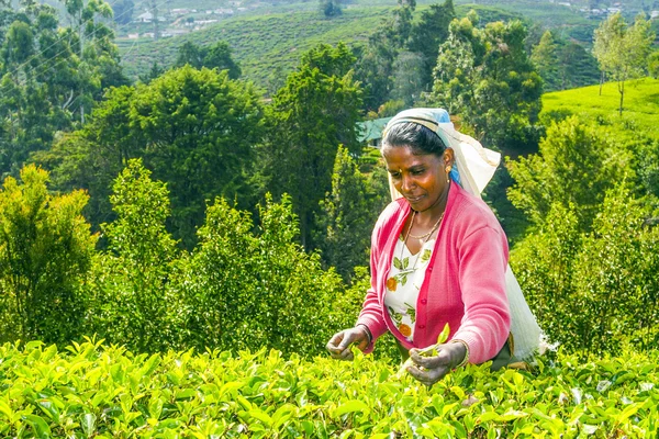 Cosecha en los campos de té, recolector de té en las tierras altas —  Fotos de Stock