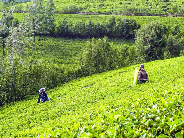 Cosecha en los campos de té, recolector de té en las tierras altas —  Fotos de Stock
