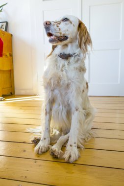 köpek yemek odasında ahşap yerde de yalan