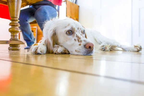 Perro acostado en el suelo de madera en el comedor — Foto de Stock