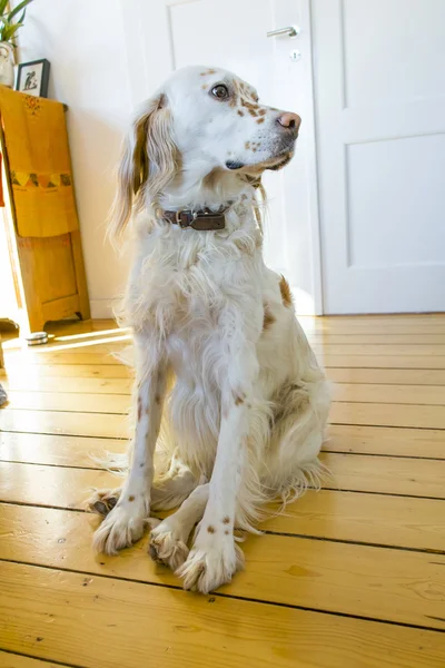 Perro acostado en el suelo de madera en el comedor —  Fotos de Stock