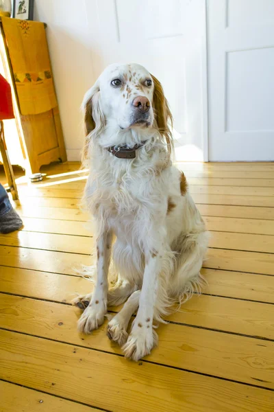 Hund liegt auf dem Holzboden im Esszimmer — Stockfoto