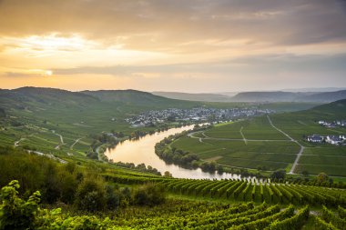 üzüm bağları ile ünlü moselle sinuosity
