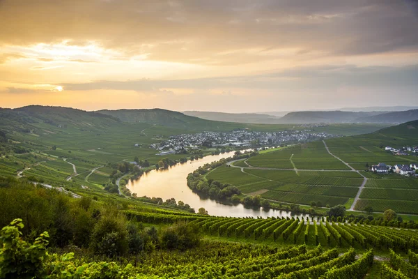 Berühmte Moselwindungen mit Weinbergen — Stockfoto