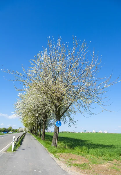 Bicycle lane with blooming tree in spring — Stock Photo, Image