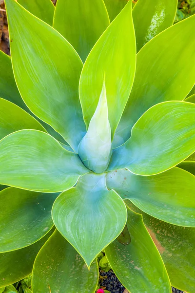 Aloe vera växt — Stockfoto