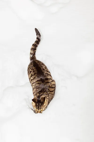 Gatto passeggiando attraverso la neve profonda in inverno — Foto Stock