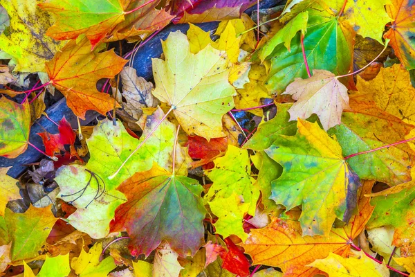 Grupo de fondo de hojas naranjas de otoño — Foto de Stock