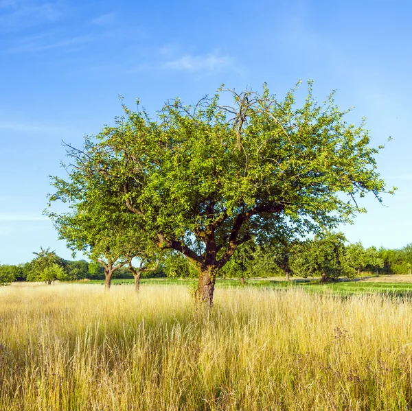 Krásné typické speierling strom v louce za německé — Stock fotografie