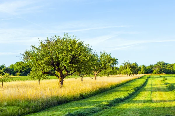 Beautiful typical speierling apple tree in meadow for the german — Stock Photo, Image