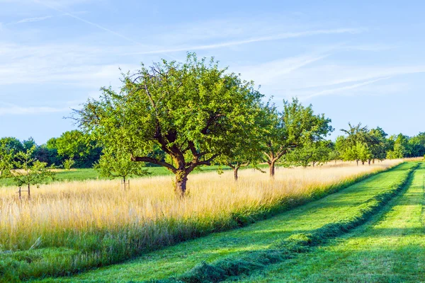 美丽的典型 speierling 苹果树在草地上为德国 — 图库照片