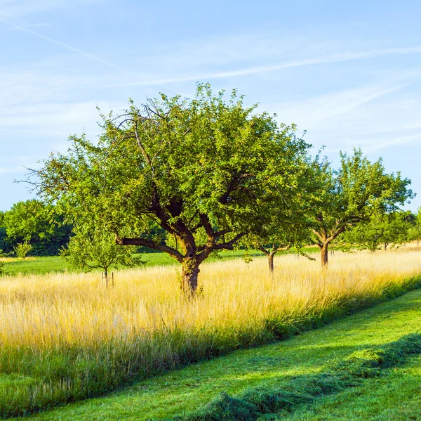 Beautiful typical speierling apple tree in meadow for the german — Stock Photo, Image