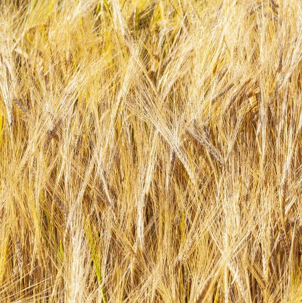 Patroon van gouden veld — Stockfoto