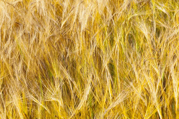 Modello di campo d'oro — Foto Stock