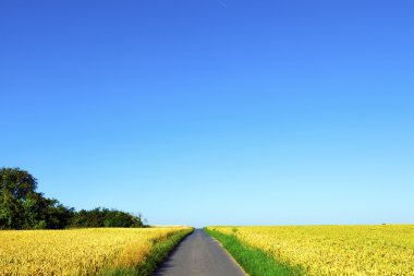 Bisiklet lane ile Mısır alanlar