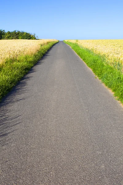 Pista ciclabile attraverso campi di mais — Foto Stock