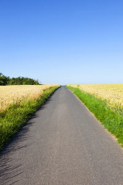 Bicycle lane through corn fields — Stock Photo, Image