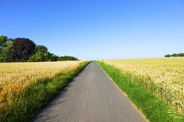 Pista ciclabile attraverso campi di mais — Foto Stock