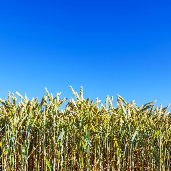 Kukorica mező a kék ég alatt — Stock Fotó