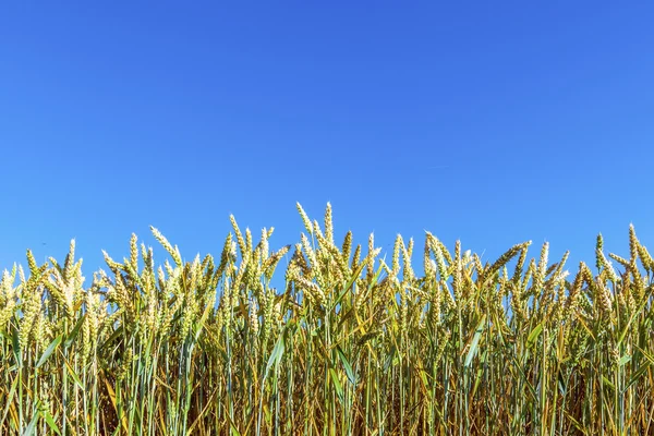 Mavi gökyüzünün altındaki mısır tarlası — Stok fotoğraf