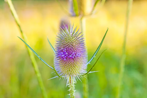 Hermoso cardo en el prado de flores silvestres — Foto de Stock