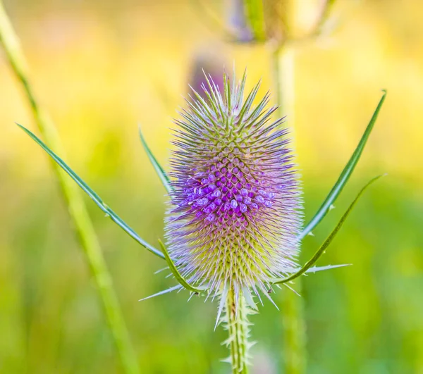 Mooie distel in wild flower weide — Stockfoto