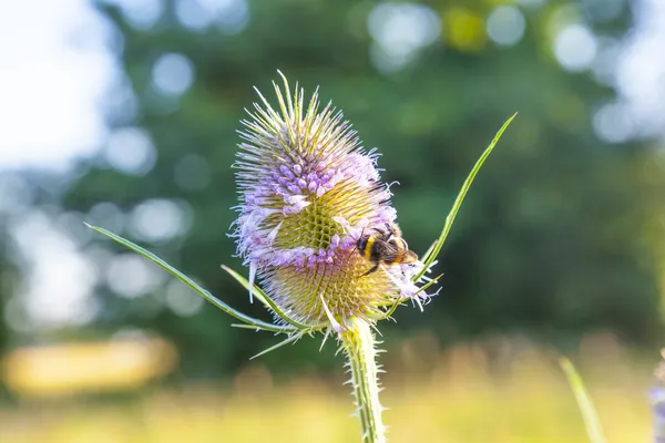 Gyönyörű bogáncs virág vad réten a méh — Stock Fotó